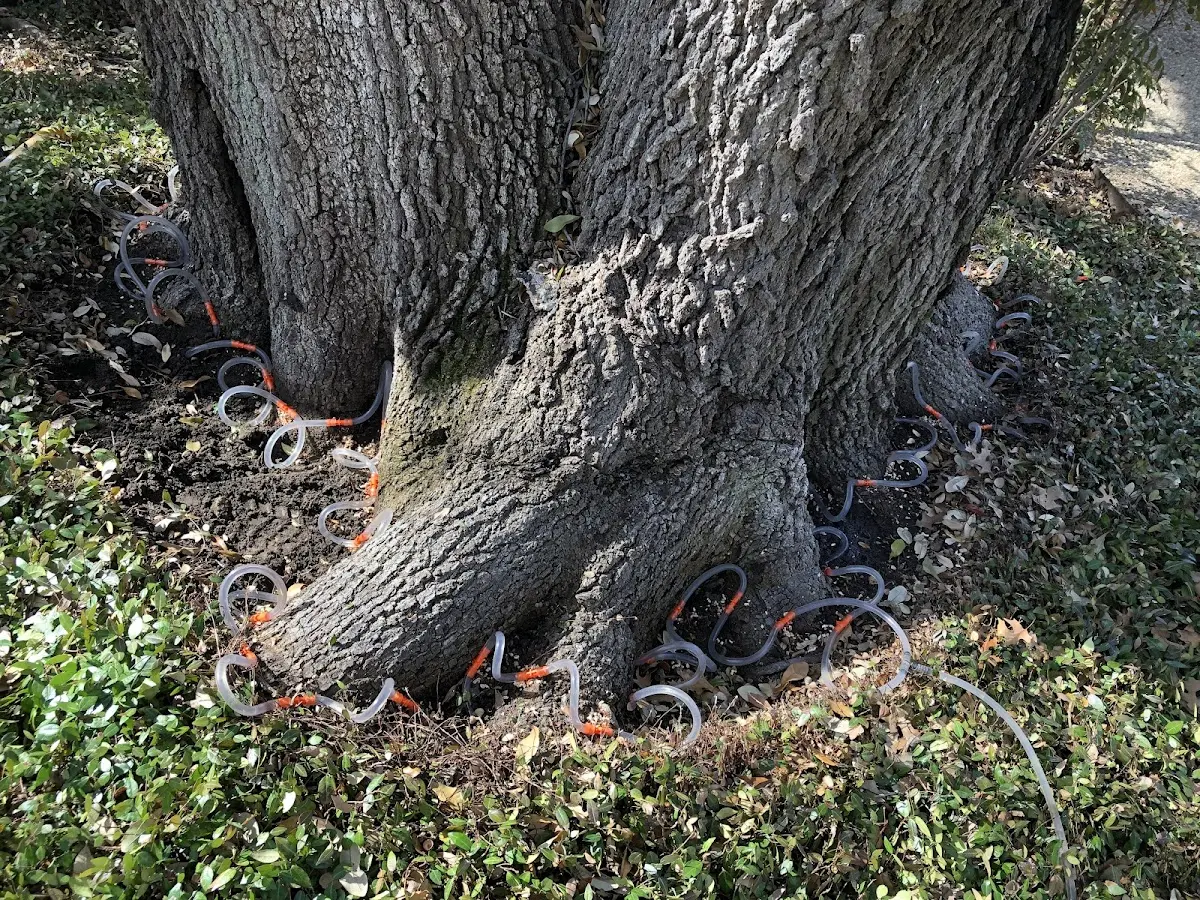 Detailed Tree Cabling and Bracing job site in Prudence Island
