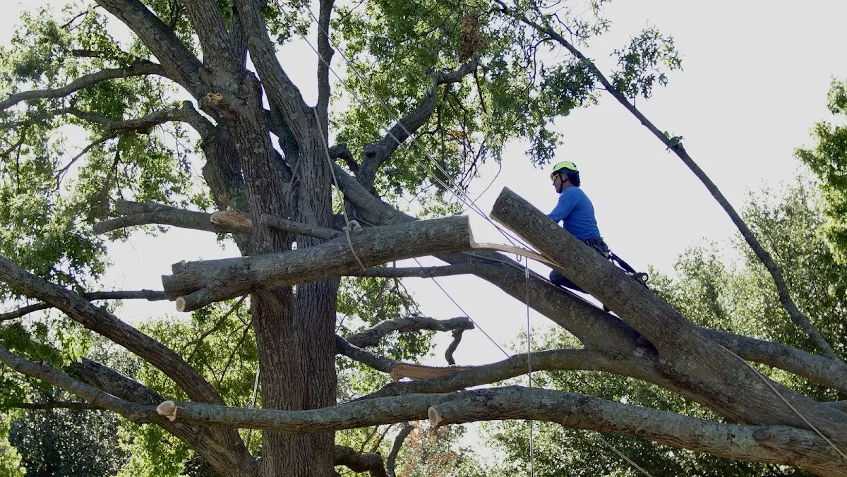 Professional Hazardous Tree Removal performed by certified arborists in Prudence Island